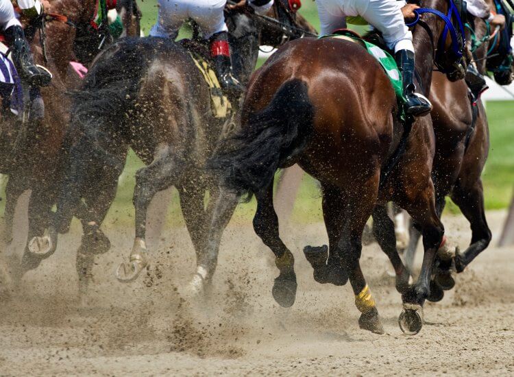 Horse racing on a dirt track